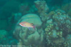 BD-120423-Fury-Shoal-6246-Pseudanthias-squamipinnis-(Peters.-1855)-[Sea-goldie].jpg